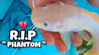 The Pond Mistake I’ll Never Make Again…