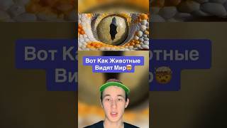 Вот Как Животные Видят Мир!🤯 #Shorts #Животные #Глаза #Рыба