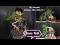 ♧Huy Bonsai♧ (sdt:0934.938.011) Em xả 3 cây SAM TRÁI thành phẩm giá vài trăm nha