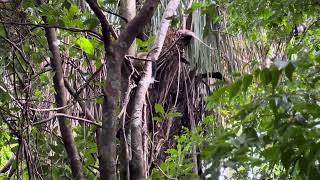 Squirrel monkey jumping from tree to tree in Manuel Antonio National Park Costa Rica