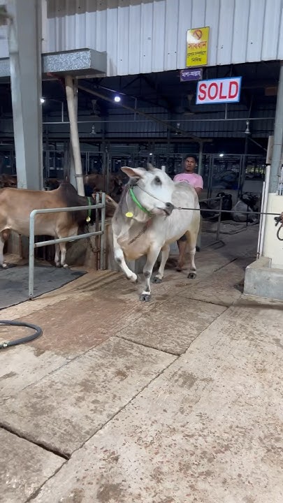 biggest-bull-in-sharif-agro-largest-cattle-farm-in-the-world-cow