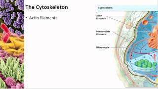 Chapter 04 Eukaryotic Structure - Cowan - Dr. Mark Jolley