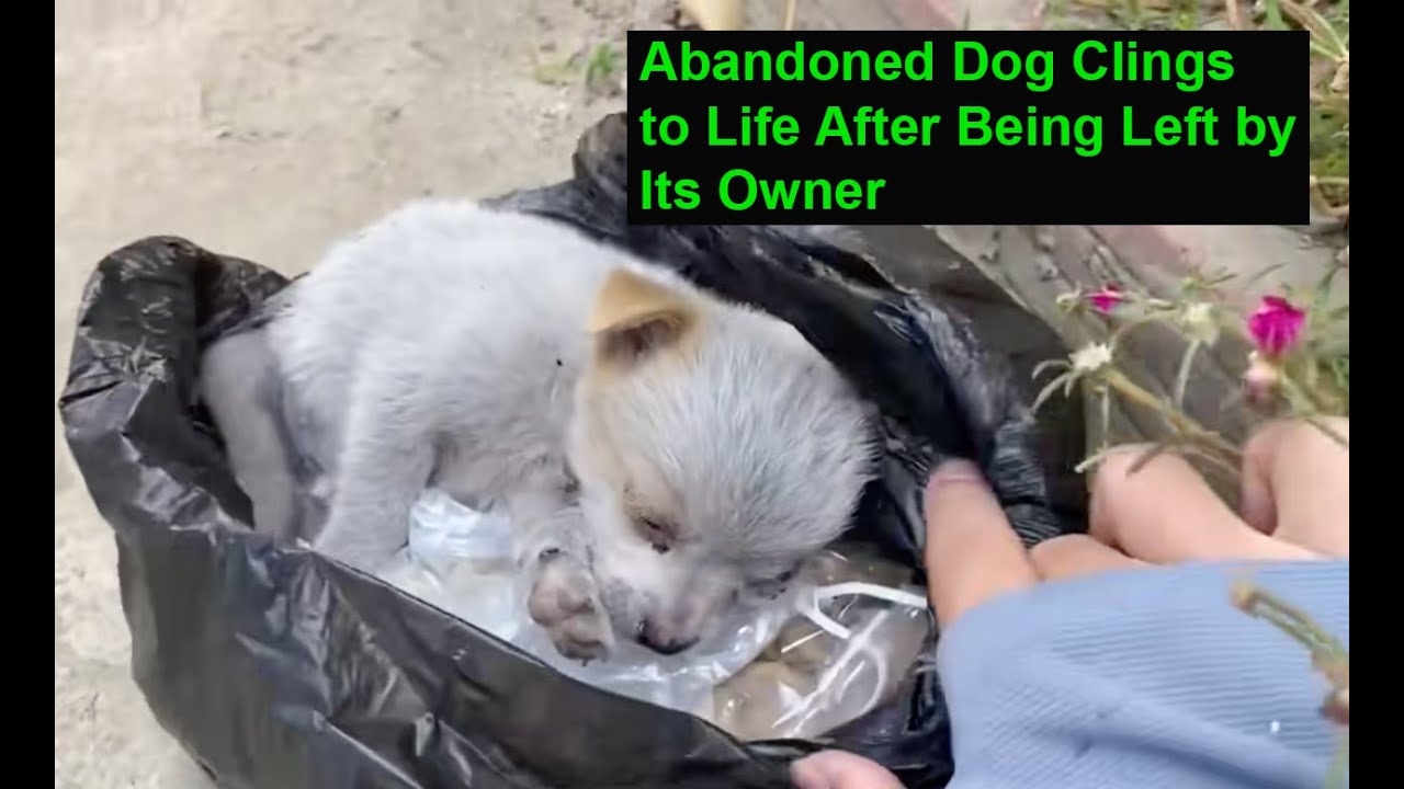 Abandoned Dog Clings to Life After Being Left by Its Owner - YouTube