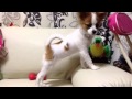 パピヨンおもらし