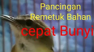 Pancingan Remetuk Laut agar Cepat Bunyi