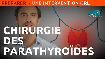 Où sont situés les glandes parathyroïdes ?