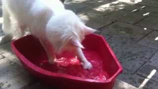 White Maine Coon loves water by José entrena 124 views 9 years ago 2 minutes, 31 seconds