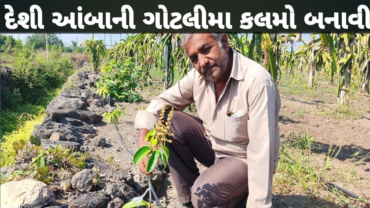  કેસર આંબા ની કલમો દેશી ગોટલી ઉપર બનાવીએ Kesar Mango Nursery Gujarat Grafting #9825747666 