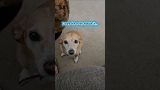 Will he or won't he? The suspense is real! 🐾 #positivereinforcement #dogshorts