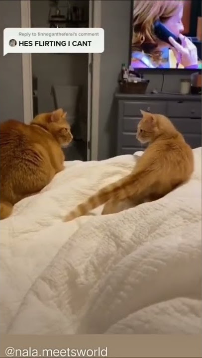 when a cat flirts better than you 💀🫶🏻 #flirting #cat #shorts
