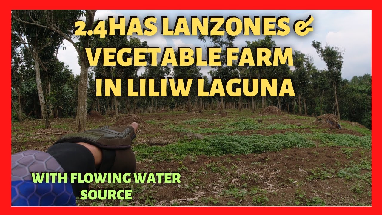 2.4 has Lanzones and Vegetable Farm in Liliw Laguna for Sale (Lot Code 2355) YouTube