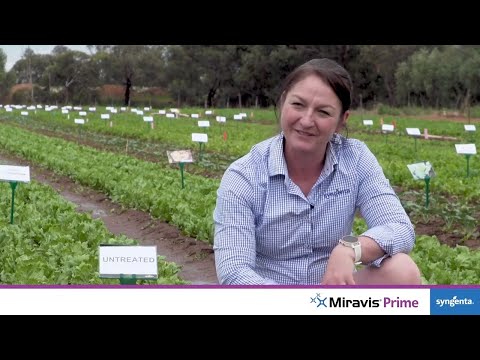 Coming Soon | New Fungicide Miravis® Prime
