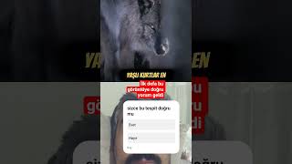 Ilk Ddefa Kurtlar Hakkında Doğru Bilgi Veriliyor