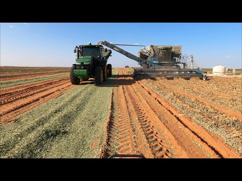 Video: Peanut Harvest Time - Lär dig när du ska gräva upp jordnötter