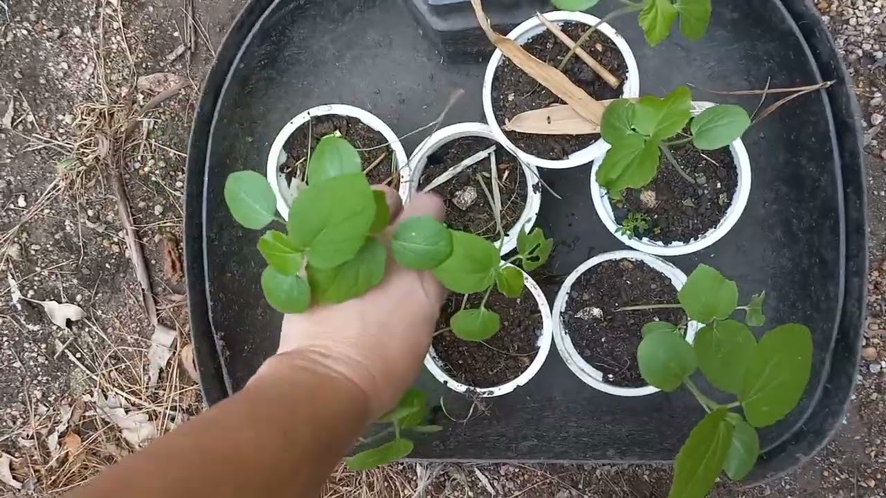 Plantío de Quiabo com a Olga RoceiraUrbana 09/03/2026