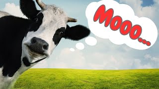 Cow Sounds and Fun Facts for Kids! 🐄 by Nowuwu 22,120 views 11 months ago 2 minutes, 55 seconds