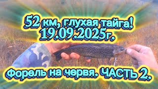 видео: ФОРЕЛЬ НА ЧЕРВЯ! 52 КМ.ГЛУХАЯ ТАЙГА.ЧАСТЬ 2.ПРОДОЛЖЕНИЕ. #форель #fishing #recommended #rek #природа картинка: ФОРЕЛЬ НА ЧЕРВЯ! 52 КМ.ГЛУХАЯ ТАЙГА.ЧАСТЬ 2.ПРОДОЛЖЕНИЕ. #форель #fishing #recommended #rek #природа