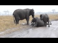 baby elephant slipping