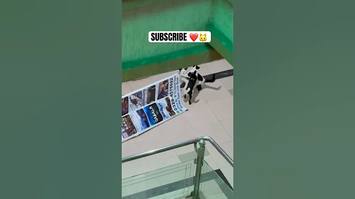 Watch the video about FUNNIEST CAT FIGHT EVER 😹🐾 #cat #funny #animals #kitten