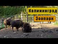Зоопарк Калининград сентябрь 2018