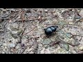 Just 2 minutes of a beetle walking