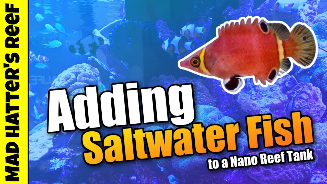 Добавление морских рыб в нано-рифовый аквариум