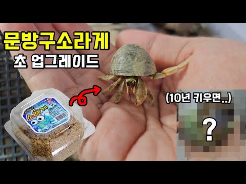 추억의 문방구소라게 기억하시나요? 초업그레이드 버전 찾았습니다..!!!