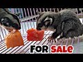 Sugar Glider | All Information | Meet up plan | For Sale | Price in India