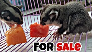 Sugar Glider | All Information | Meet up plan | For Sale | Price in India by THE MMS VLOGS 153,235 views 5 years ago 7 minutes, 39 seconds