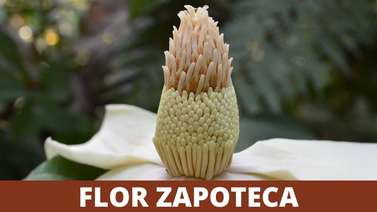 Como Se Dice Flor En Zapoteco