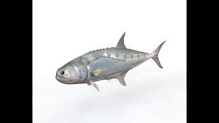 Queenfish fish 3d model