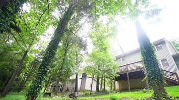 Crane Crew Tree Removal Time-lapse