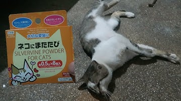 Silvervine - Better than catnip?