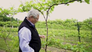 Between The Vines  Marquette Grapes Trellis System