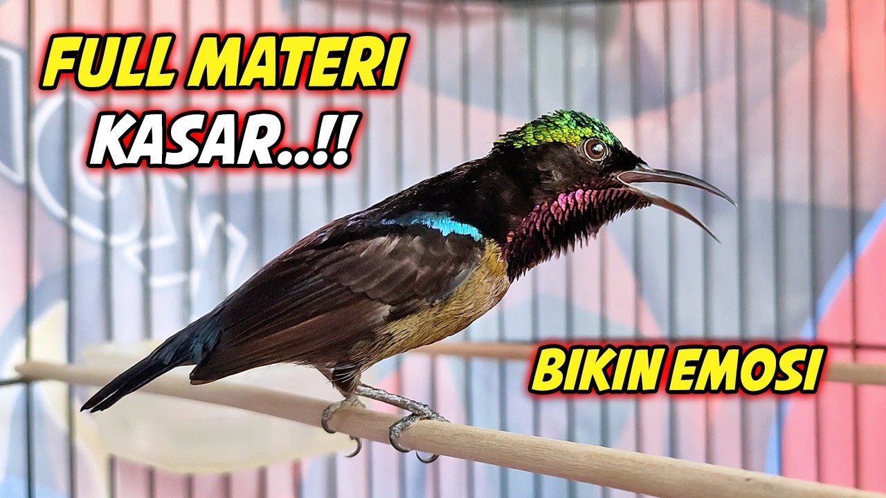 KOLIBRI NINJA GACOR FULL MATERI ISIAN ROLL TEMBAK MEWAH !! PANCINGAN KONIN BAHAN AGAR CEPAT EMOSI