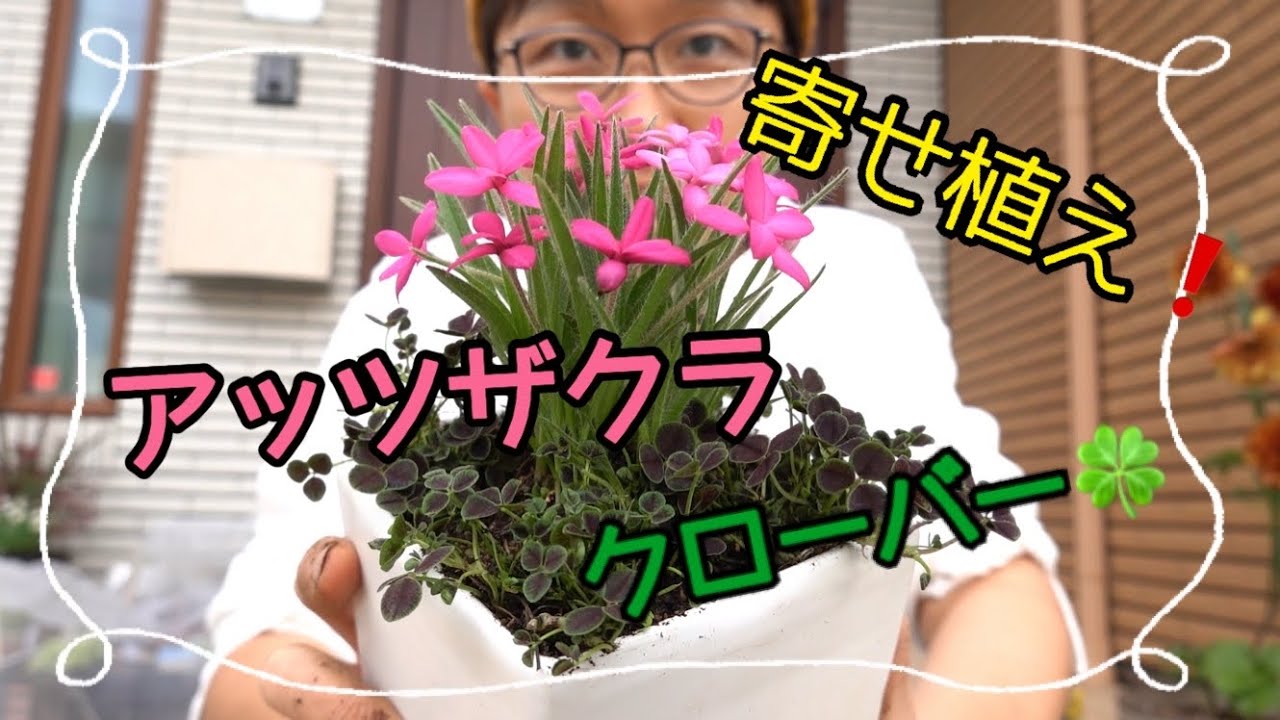 かわいい アッツザクラを使っておとぎばなし寄せ植えするよ 園芸 Youtube