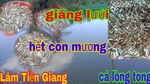 Hướng dẫn cách giăng lưới cá lòng tong #fishing #lamtiengiang