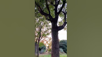 #القارئ #tiktok #اكسبلور #لايك #ترند #explore #ماهر_المعيقلي #قرآن #هدوء #تصويري