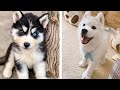 Funny And SOO Cute Husky Puppies Compilation #30 - Cutest Husky Puppy