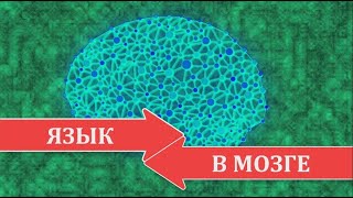 Язык в мозге: понимание языка и речь после инсульта