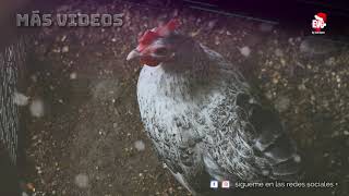 OUTRO NAVIDEÑA 2020 PARA EN VIDA DE LAS GALLINAS