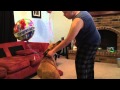 Balloons attached to dogs Balloons attached to dogs