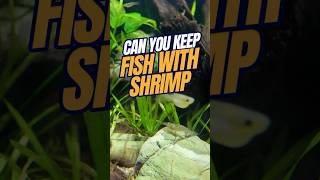 Can YOU Keep FISH with SHRIMP? | Shrimp in Fish Tank ?