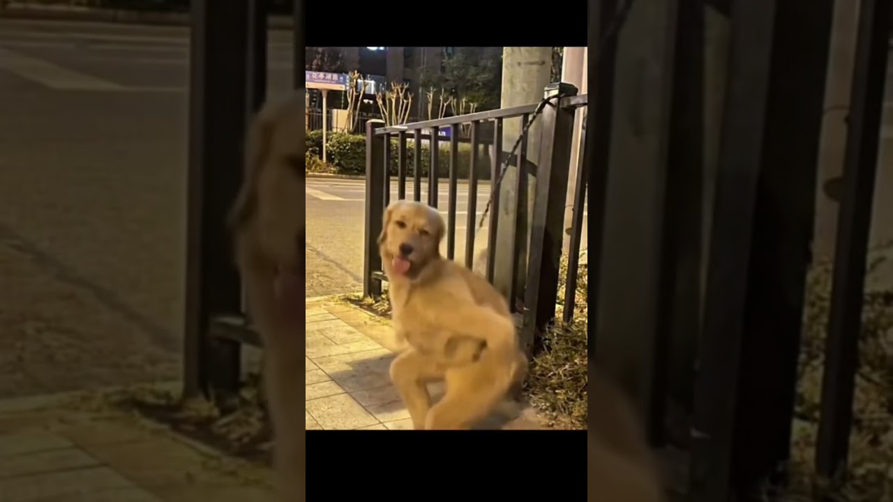 #funny #dankememes #funnypictures #memeclip #funnymemes #pets #memehub #funnyimages #cute