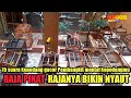 KEPODANG EMAS GACOR buat MASTERAN KEPODANG, SUARA PIKAT KEPODANG dan PANCINGAN KEPODANG AGAR BUNYI