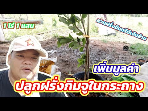 EP.90 วิธีเพิ่มมูลค่าให้ฝรั่งกิมจู ปลูกฝรั่งกิมจูในกระถาง | ไร่คำกวี เกษตรอินทรีย์ วิถีพึ่งตนเอง