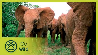 Chillies to the Rescue - Easing the Human-Elephant Conflict | Go Wild