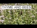 Thyme and bees