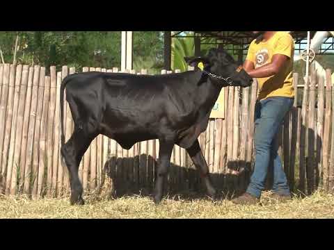 LOTE 18   7460BV   3º LEILÃO GIROLANDO SV E CONVIDADOS