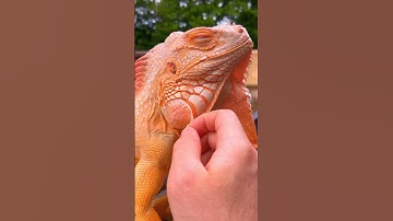 Another one off 🤗🧡 #reptile #iguana #lizard #orange #instapet #reptilepet #トカゲ #charizard